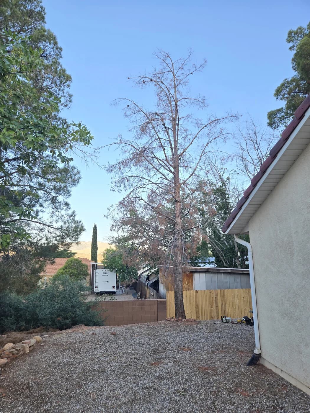 A bare dead tree standing in a gravel desert yard before removal