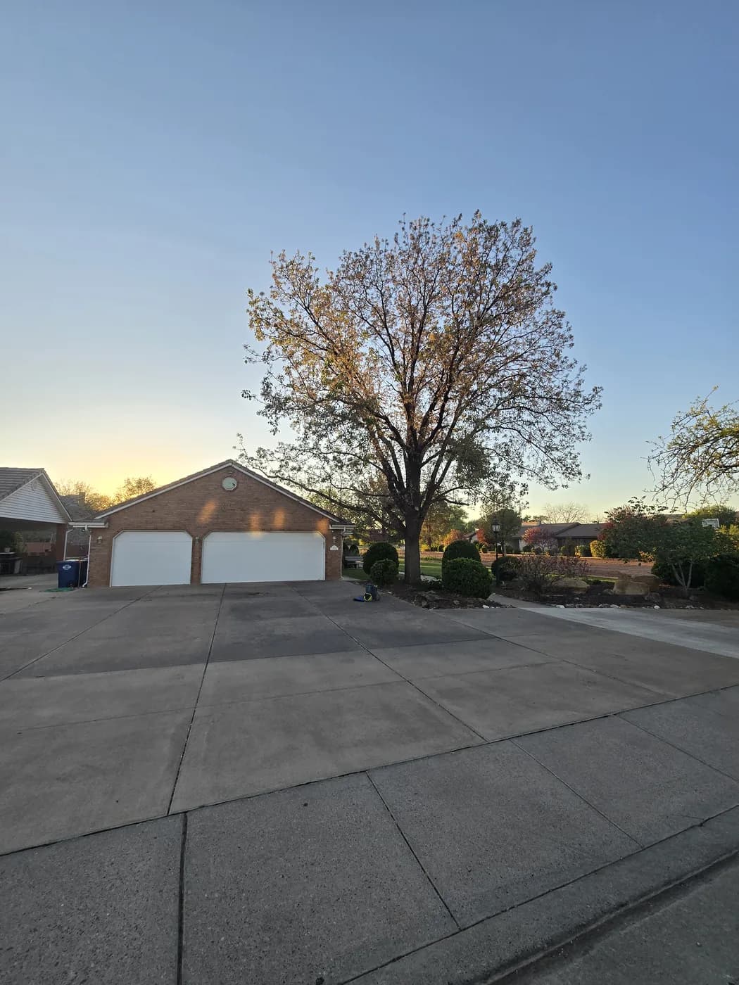 A leafless tree in a front driveway at first light