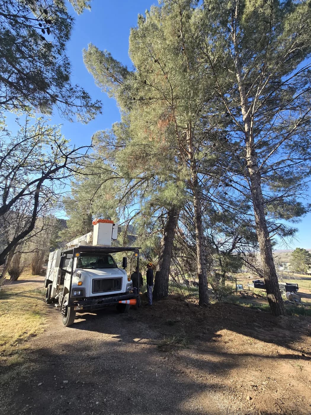 A crew truck parked beneath tall pines on a red rock property
