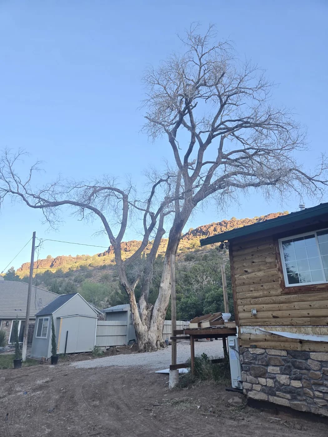 A dead, bare-limbed tree standing close beside a house