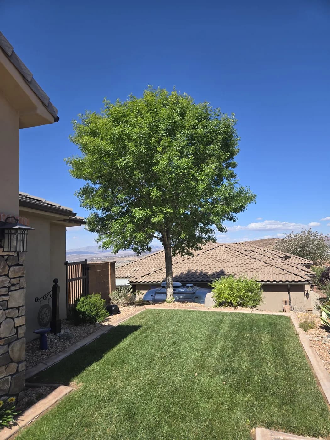 A healthy mature shade tree over a mown lawn beside a house